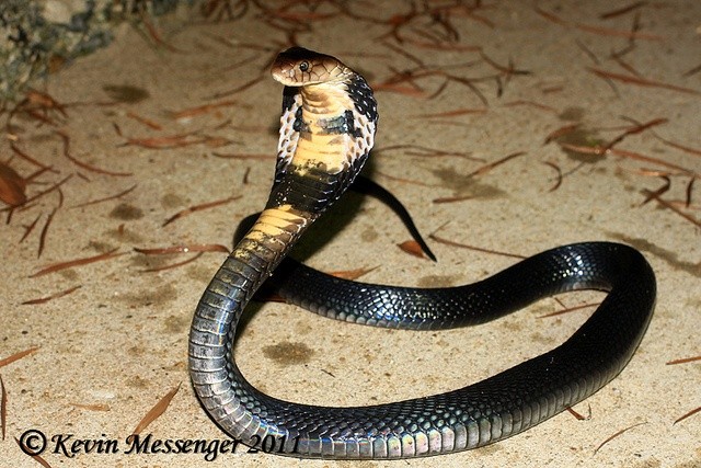 Photo:  Chinese Cobra